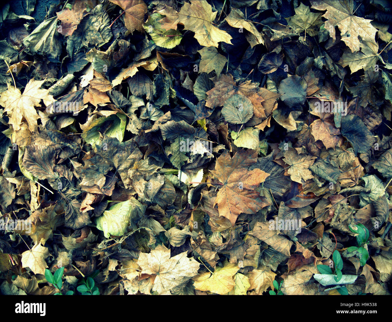 Abstract Leaf Backgrounds Fallen Leaves On The Forest Floor Stock