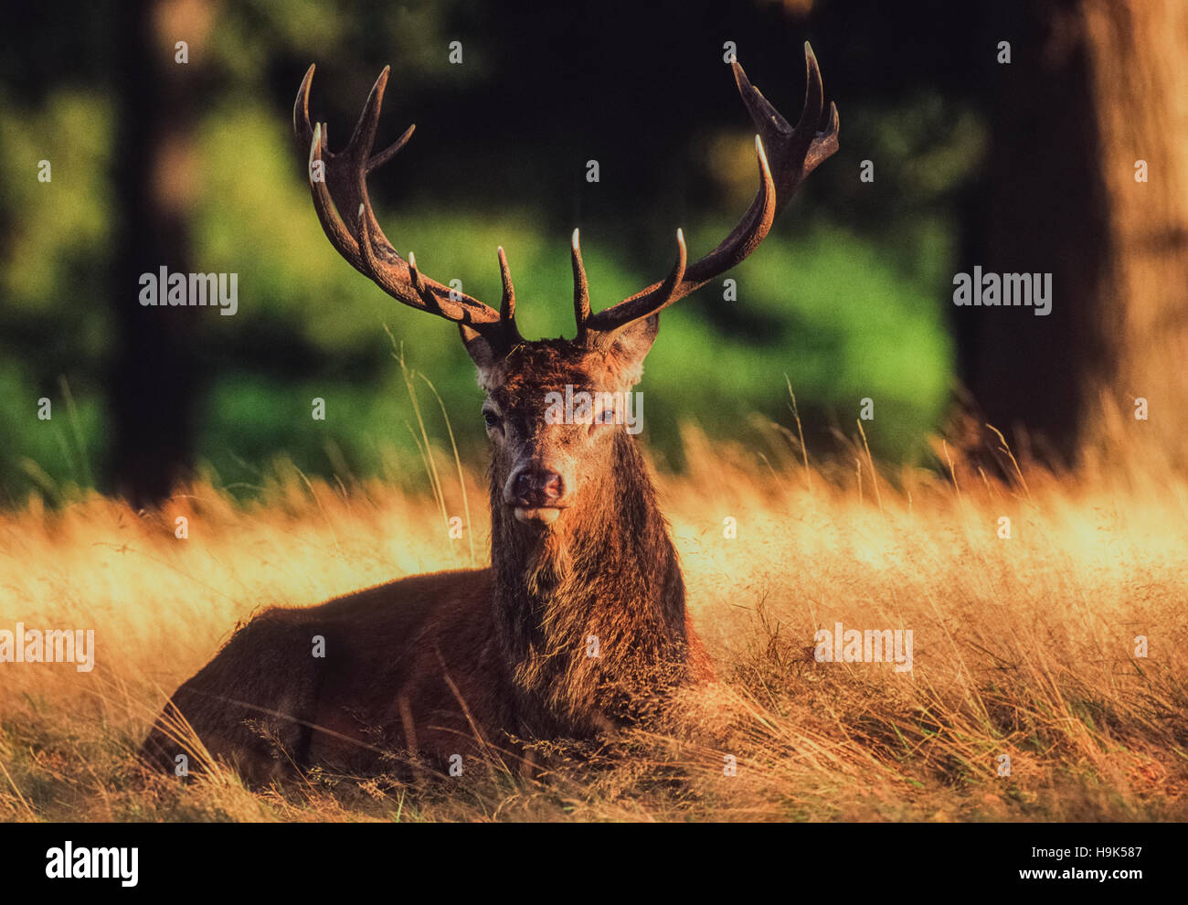 Red Deer stag,(Cervus elaphus),sitting on grass during autumn rutting season,Richmond Park,London,United Kingdom Stock Photo