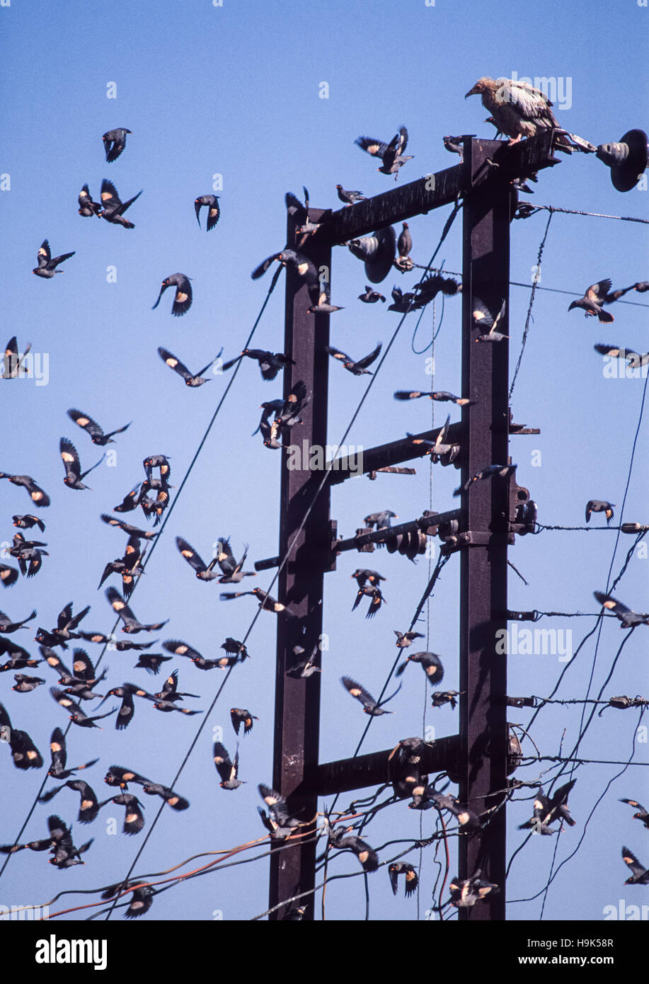 Bank Myna,(Acridotheres ginginianus), flock flying away from an Egyptian vulture landed on an electrical pylon,Rajasthan, India Stock Photo
