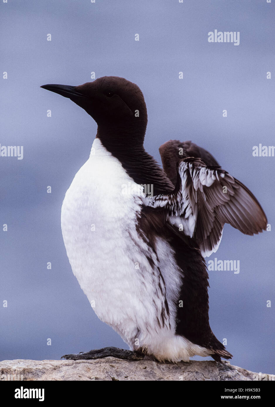 Common Guillemot,(Uria aalge),stretching wings, Farne Islands,Northumbria,British Isles,United Kingdom Stock Photo