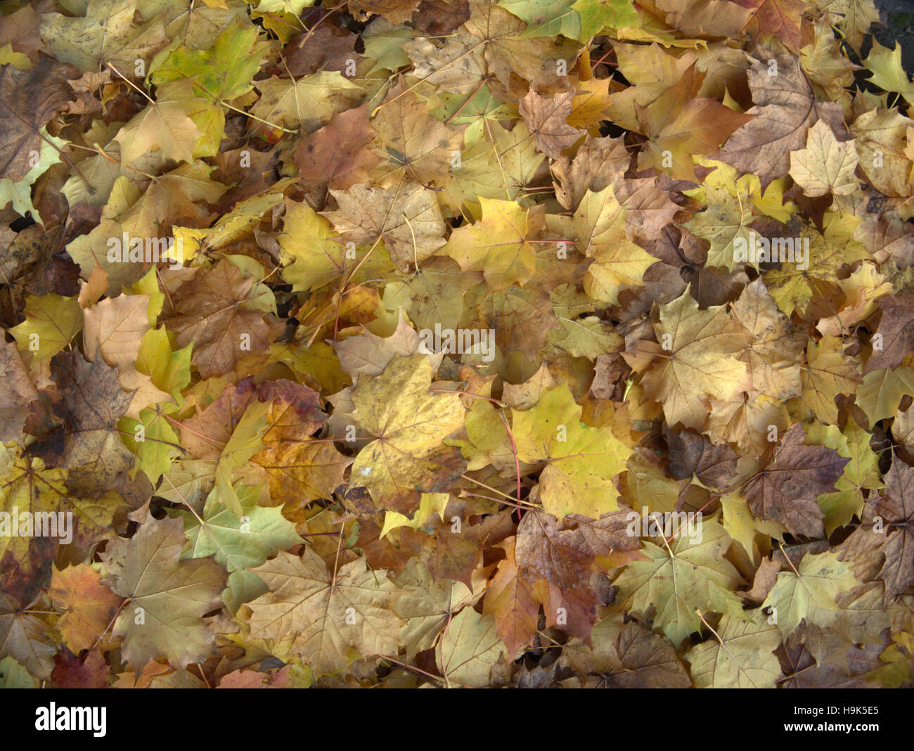 Abstract leaf backgrounds fallen leaves on the forest floor Stock Photo