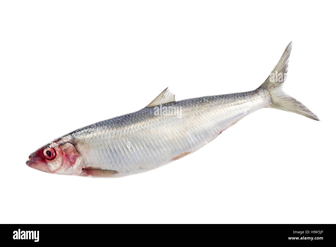 herring isolated on white background Stock Photo Alamy