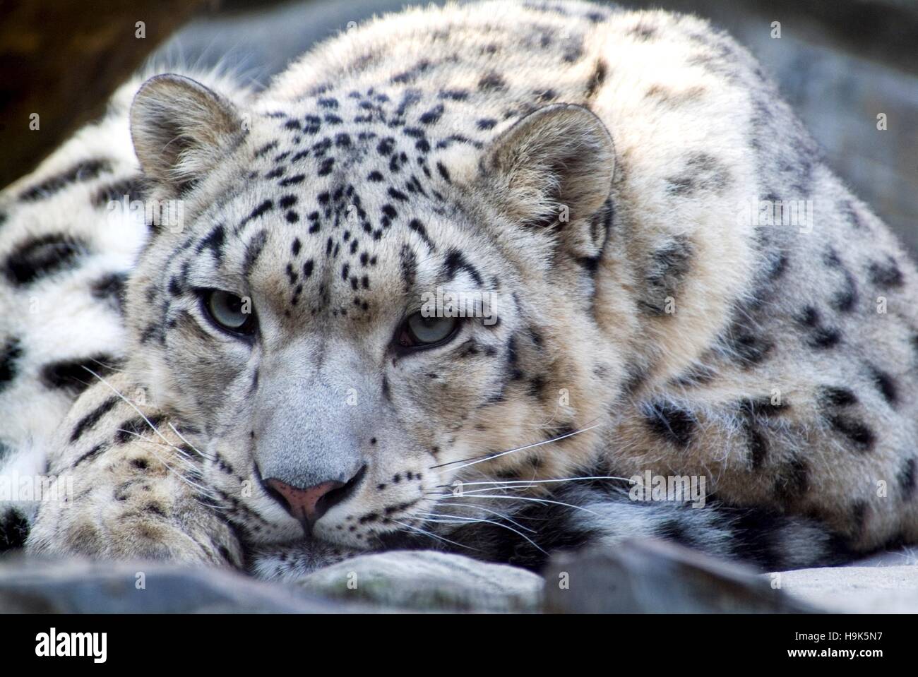 The Rare Snow Leopard Stock Photo - Alamy
