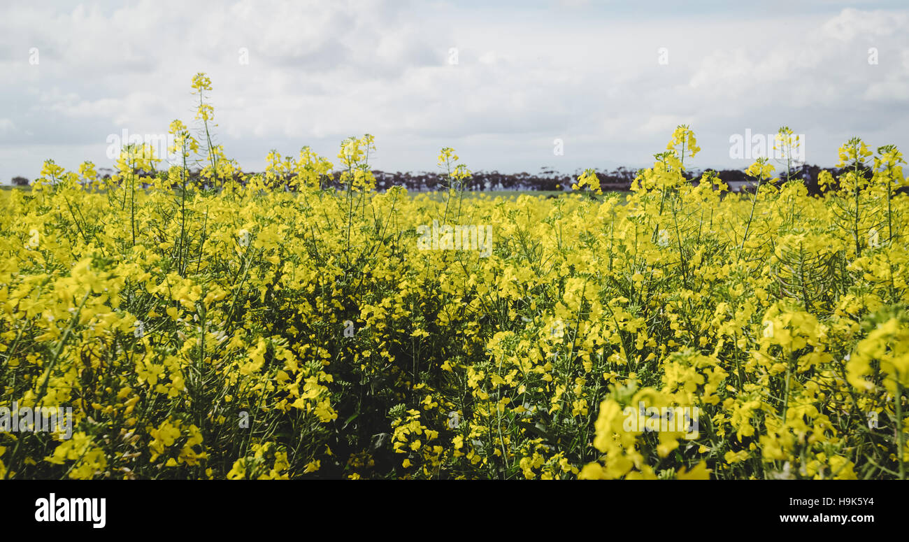 View of mustard field Stock Photo Alamy