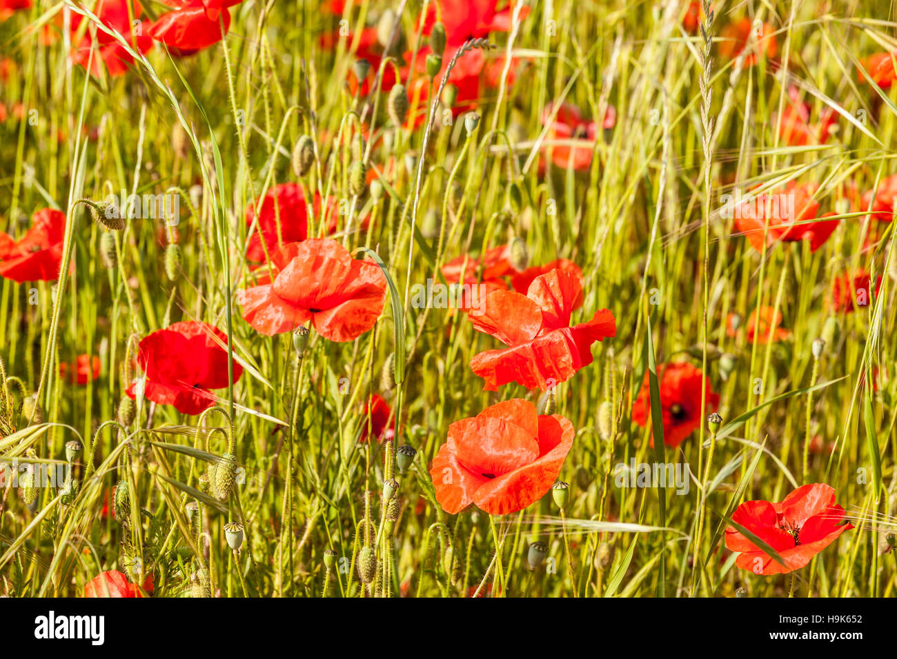 A poppy field in France Stock Photo Alamy