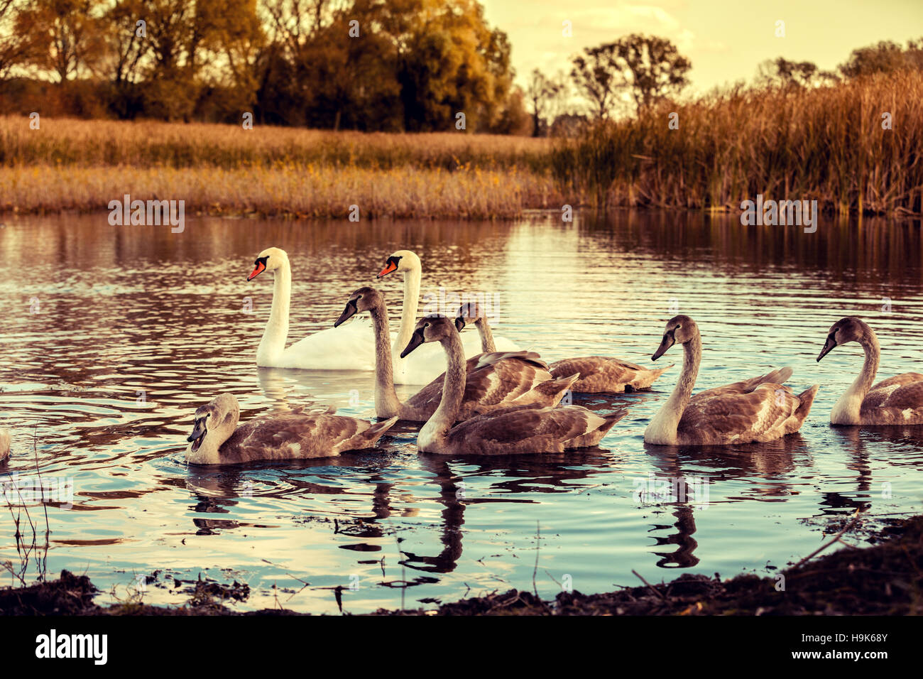 swan family swimming at pond in sunrise Stock Photo - Alamy