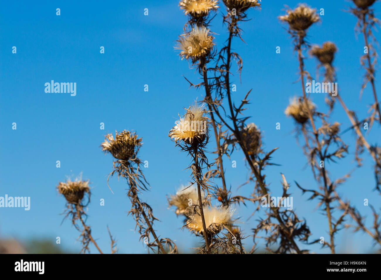 Seed heads of pasture thistle (Cirsium discolor) going to seed against the sky, Indiana, United States Stock Photo