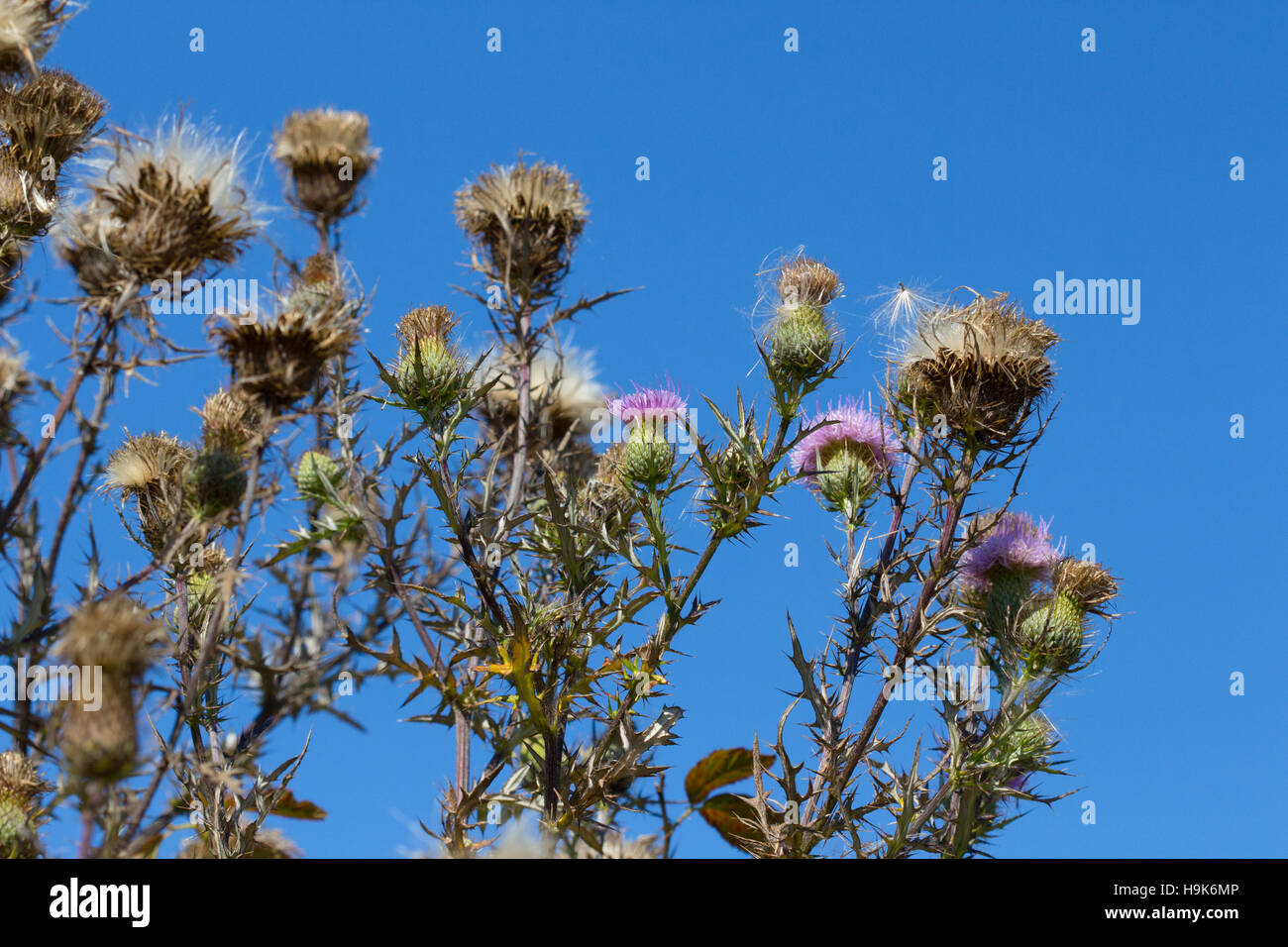 Seed heads and flowers of pasture thistle (Cirsium discolor) against the sky, Indiana, United States Stock Photo