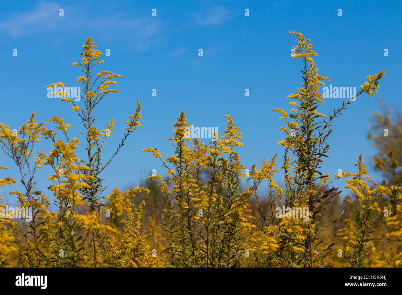 Goldenrods (Solidago sp.) blooming in a field against the sky, Indiana, United States Stock Photo