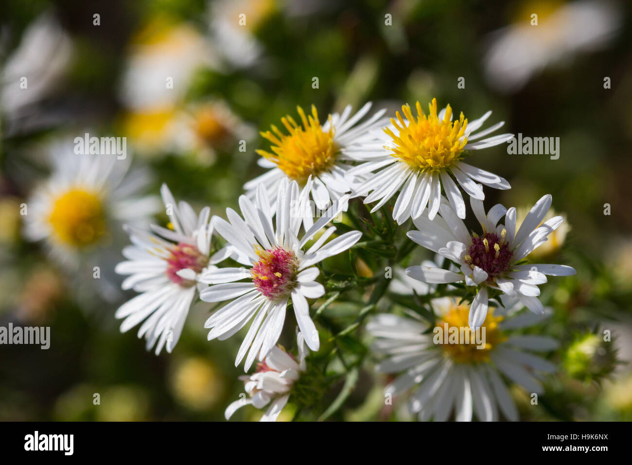 White heath aster flowers (Symphyotrichum ericoides) blooming in a field, Indiana, United States Stock Photo