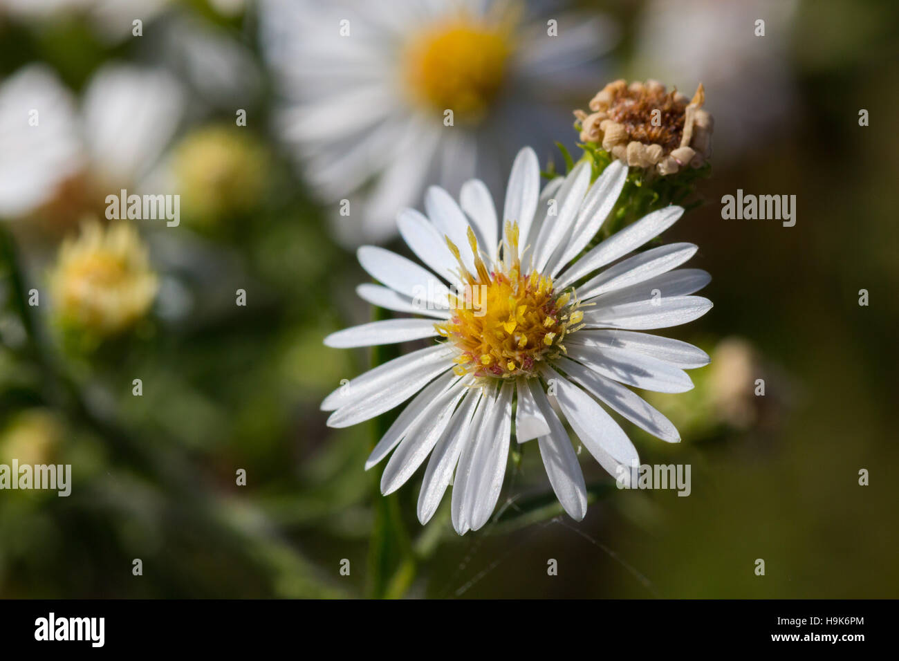 Closeup of a white heath aster flower (Symphyotrichum ericoides) blooming in a field, Indiana, United States Stock Photo