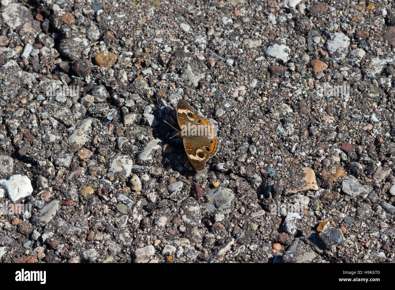 Common Buckeye butterfly (Junonia coenia) basking on asphalt road, Indiana, United States Stock Photo