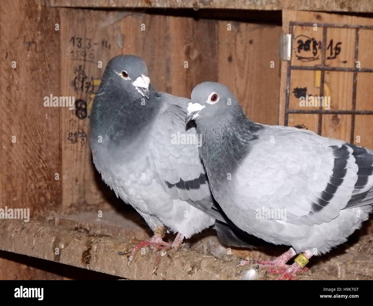 carrier pigeon, homing pigeon, carrier, mail pigeon Stock Photo Alamy