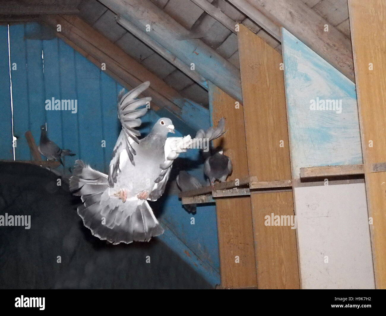 carrier pigeon, homing pigeon, carrier, mail pigeon Stock Photo Alamy