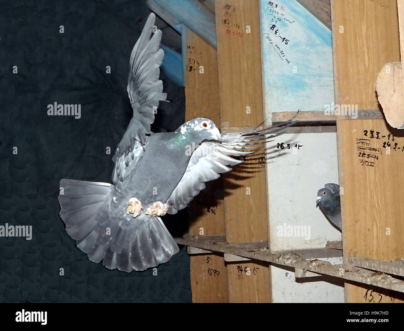 carrier pigeon, homing pigeon, carrier, mail pigeon Stock Photo Alamy