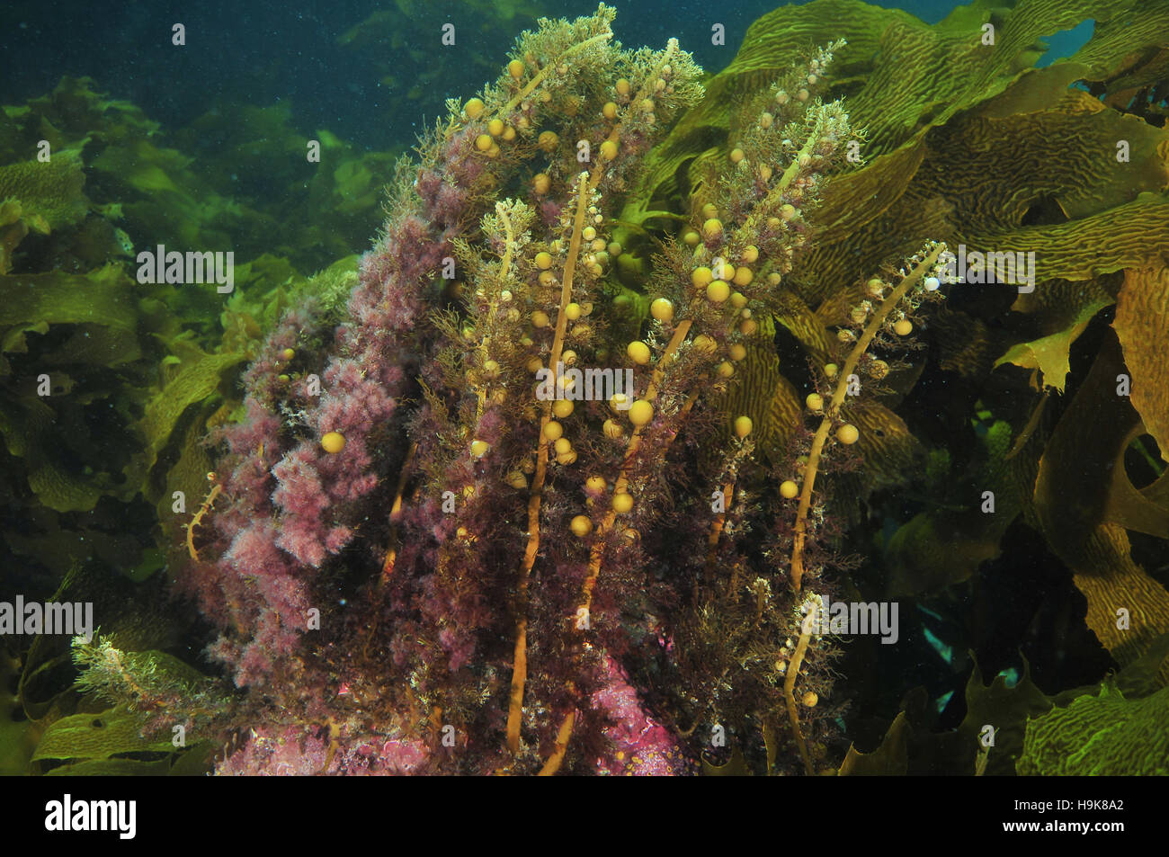 Seaweeds in temperate southern Pacific ocean Stock Photo