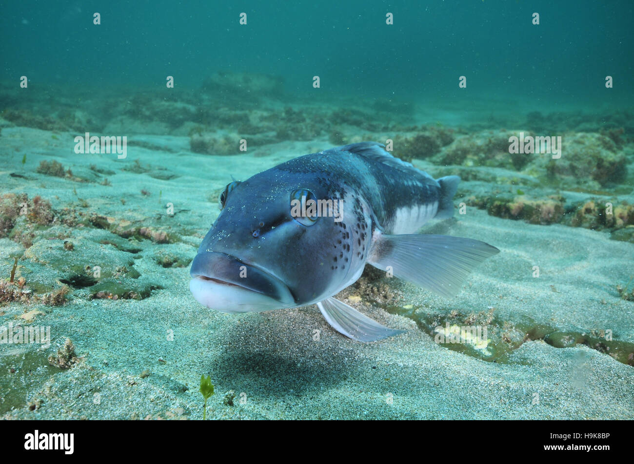 Blue cod sandy bottom Stock Photo