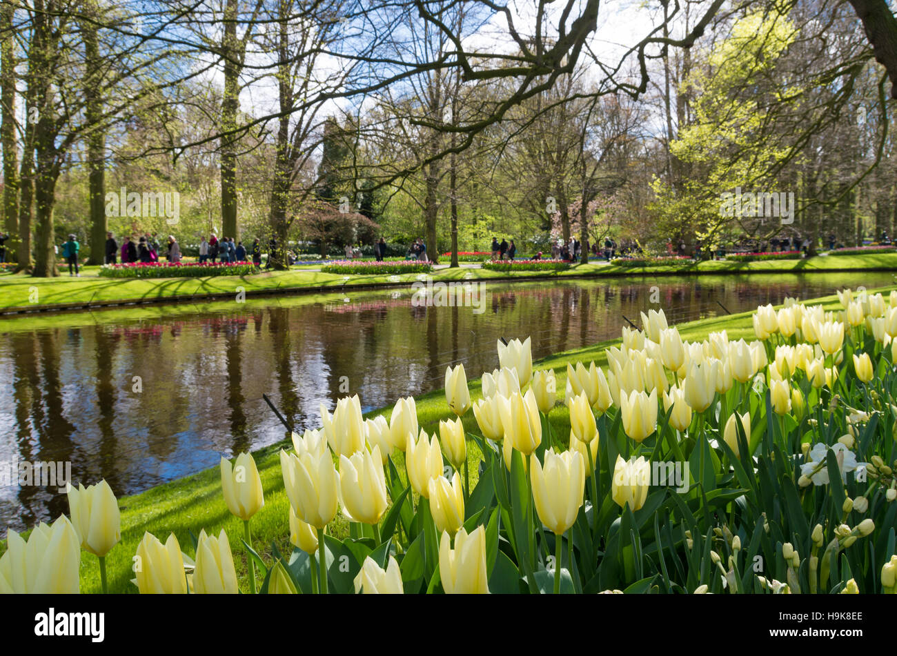 colorful blooming tulips in the famous keukenhof gardens in Lisse ...