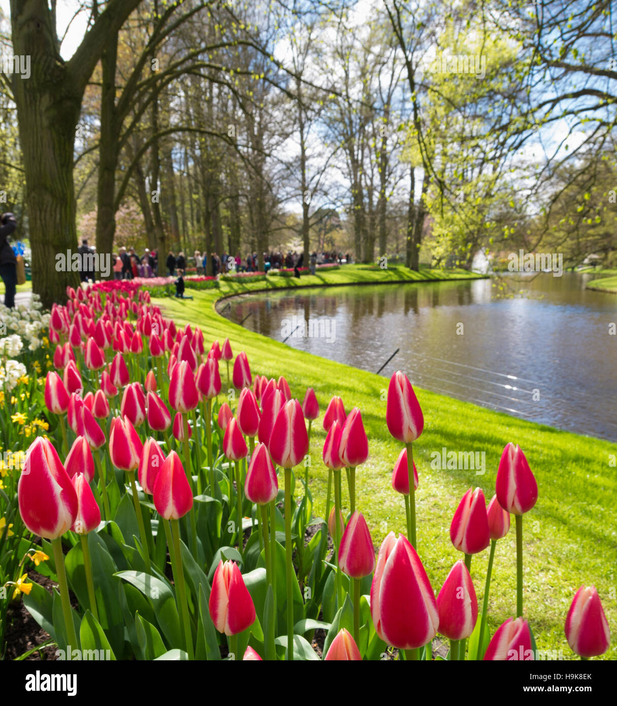 colorful blooming tulips in the famous keukenhof gardens in Lisse ...