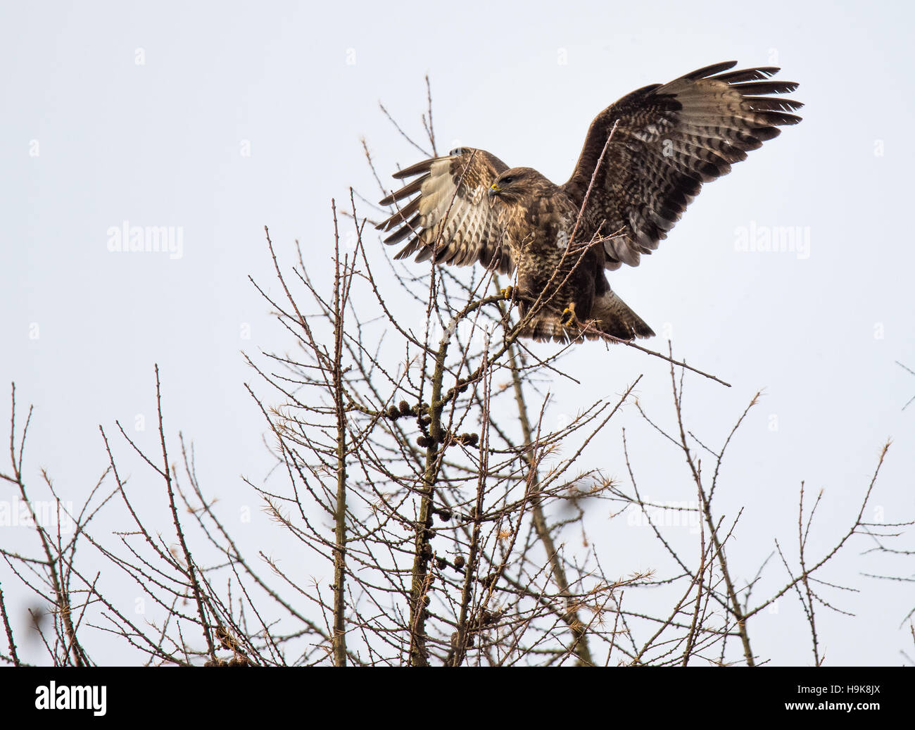 The treetop hi-res stock photography and images - Alamy