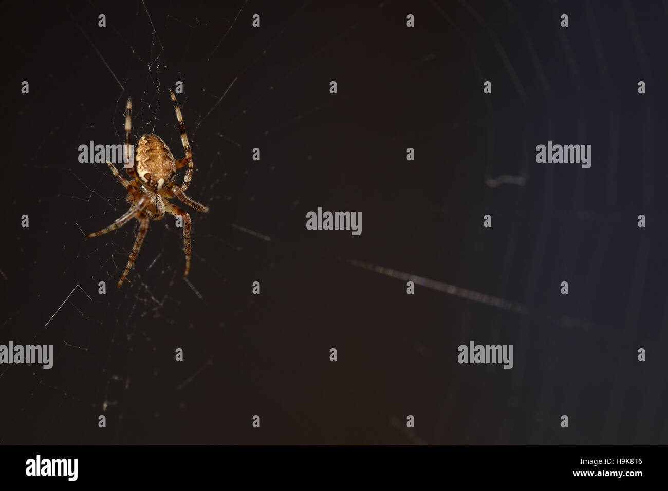macro spider on the web Stock Photo - Alamy