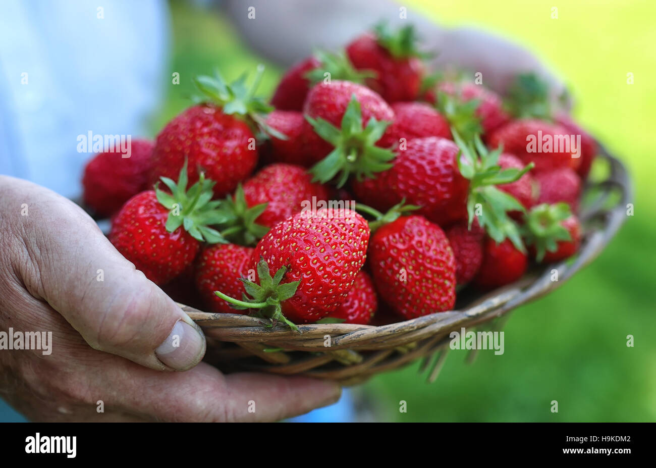 Natural background with big red ripe wild strawberries hi-res stock ...