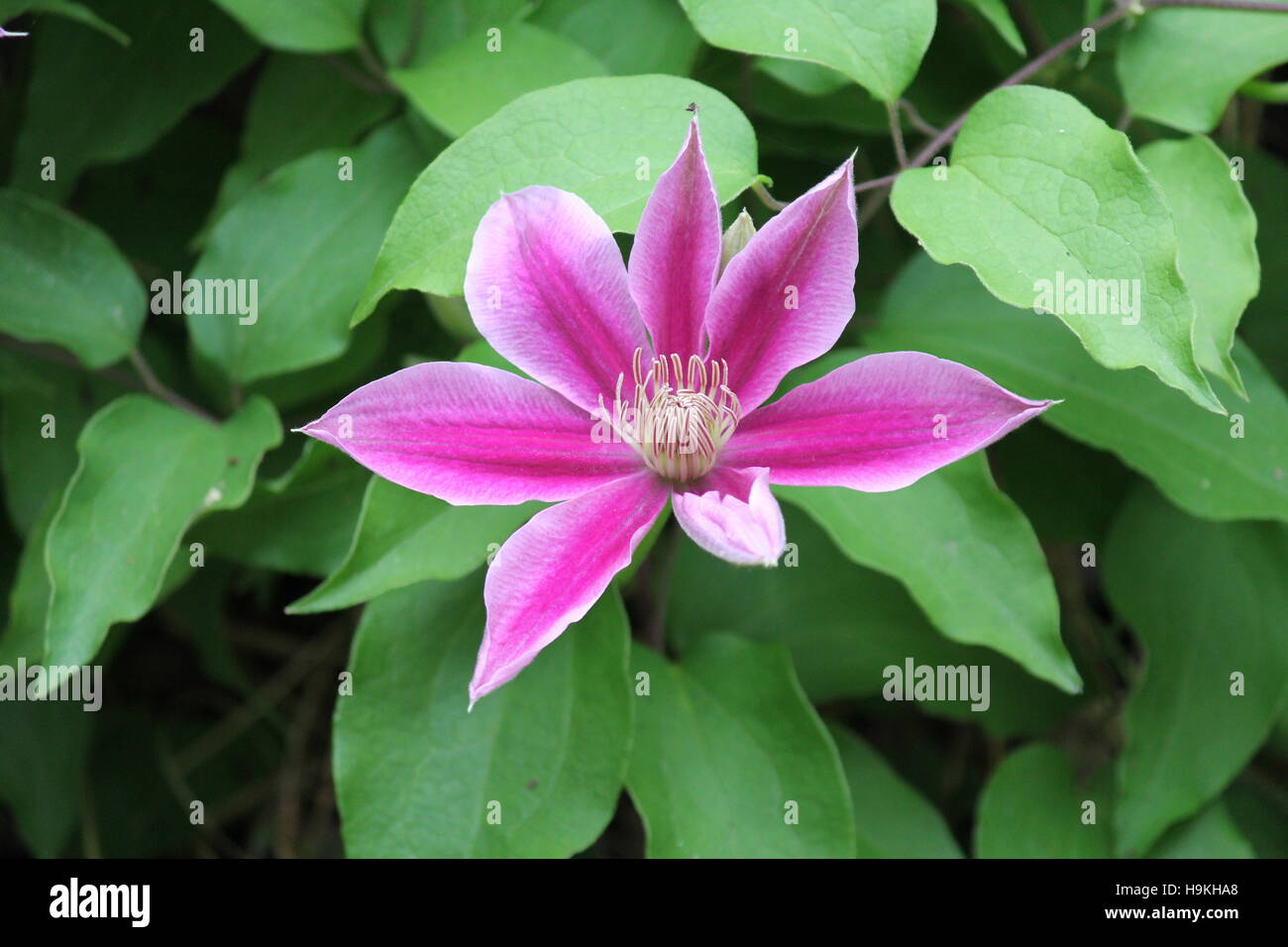 Blooming Clematis vine Stock Photo Alamy