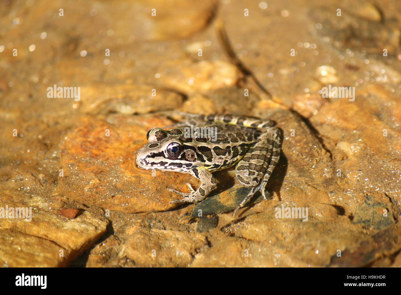 Pickerel frog hi-res stock photography and images - Alamy