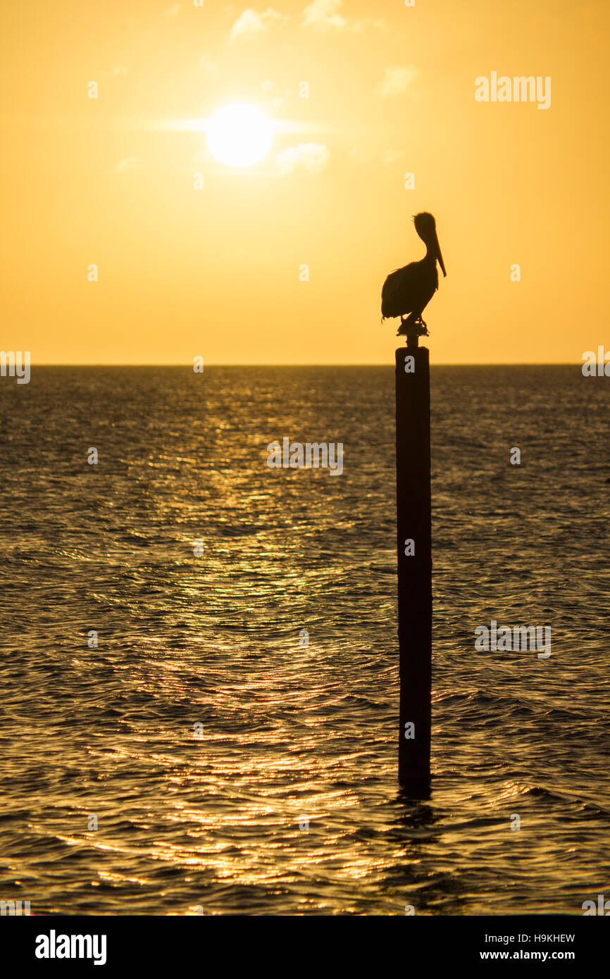 A Pelican Perched above the Water at Pelican Beach, Turks and Caicos Stock Photo