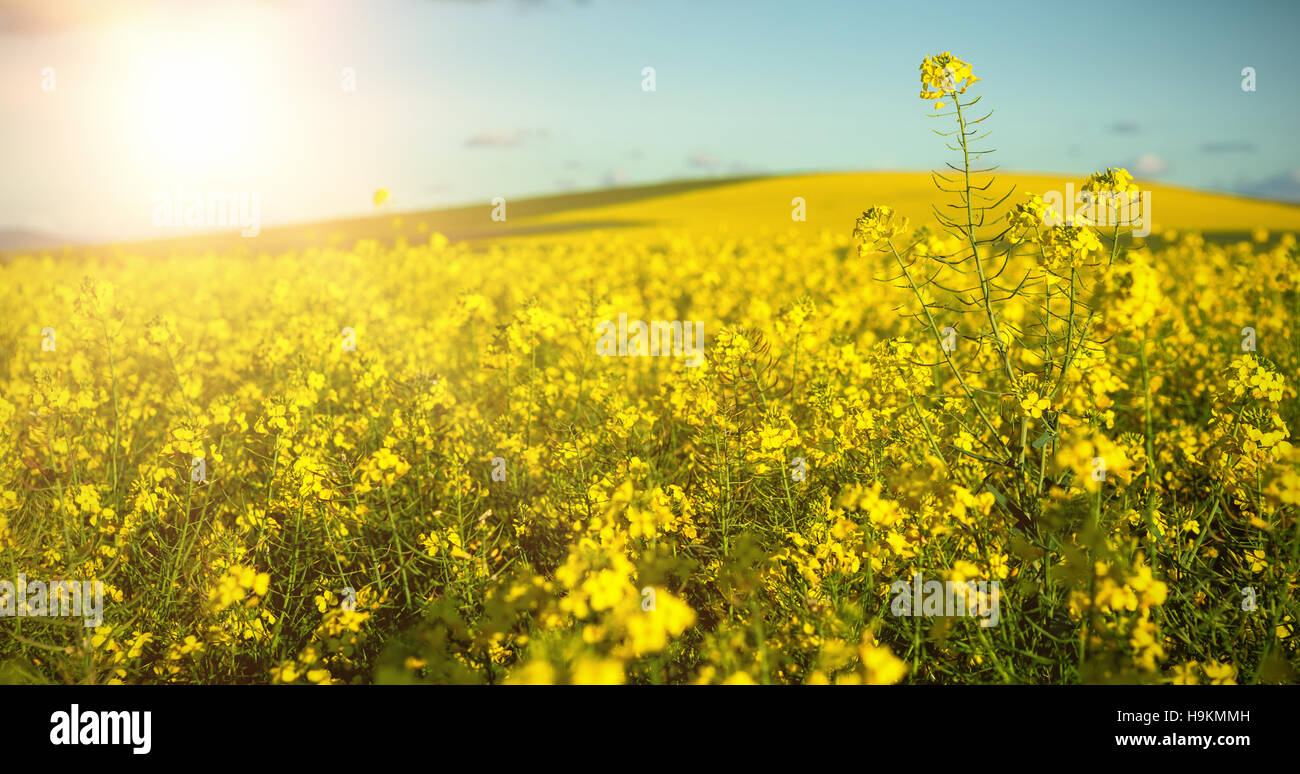 Beautiful mustard field Stock Photo Alamy