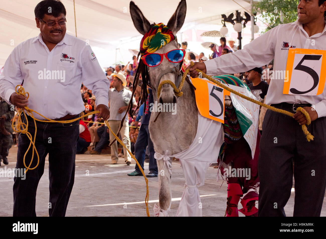 Donkey with a Rastafarian costume during the Donkey Fair (Feria del burro) in Otumba, Mexico Stock Photo