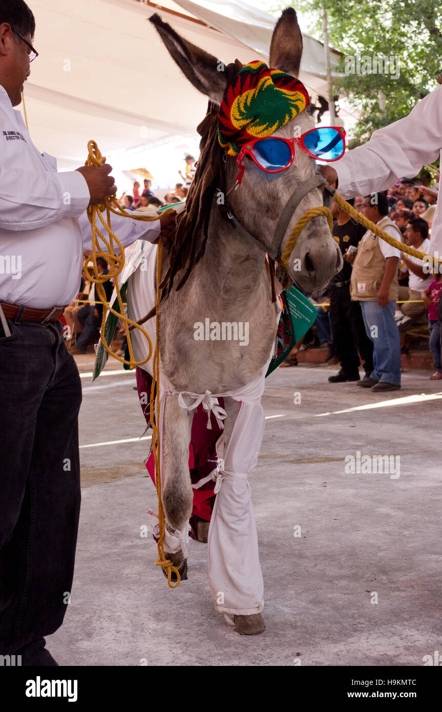 Donkey with a Rastafarian costume during the Donkey Fair (Feria del burro) in Otumba, Mexico Stock Photo