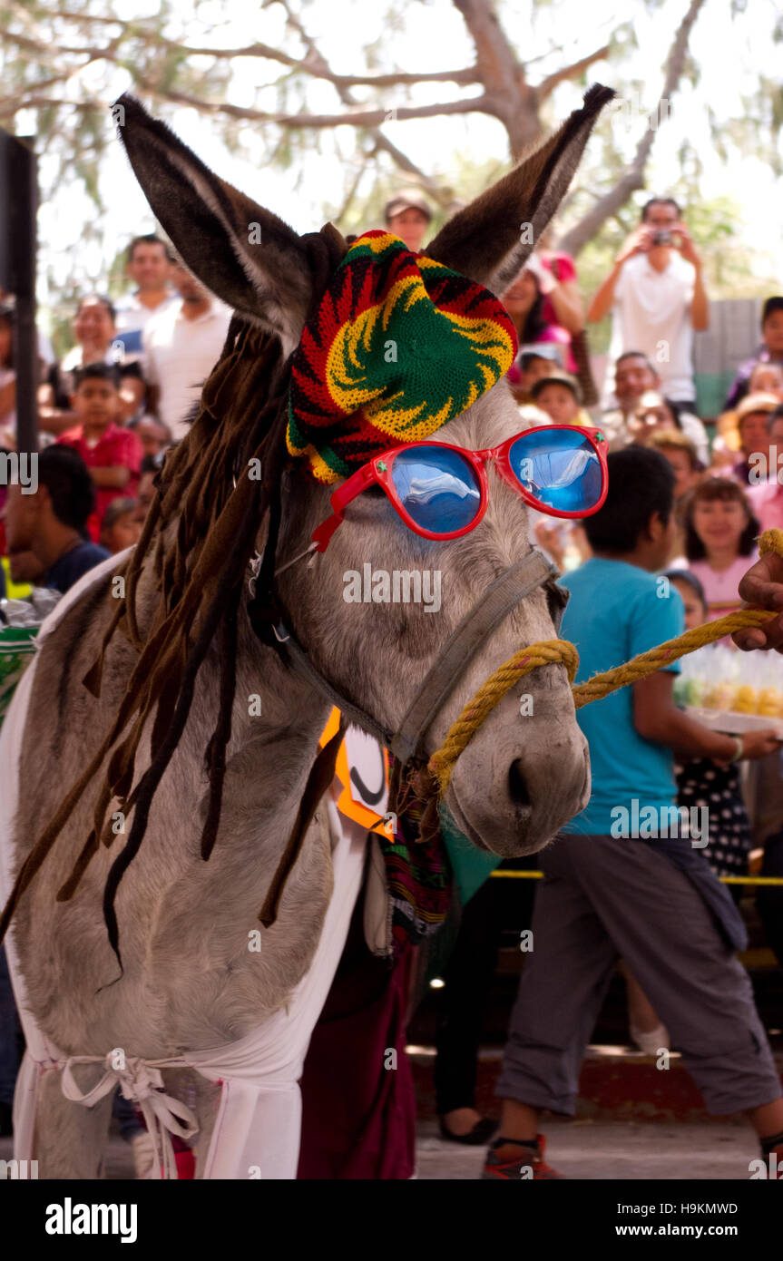 Donkey with a Rastafarian costume during the Donkey Fair (Feria del burro) in Otumba, Mexico Stock Photo