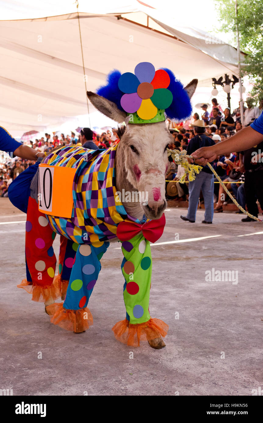 Dressed donkey contest during the Donkey Fair (Feria del burro) in Otumba, Mexico Stock Photo