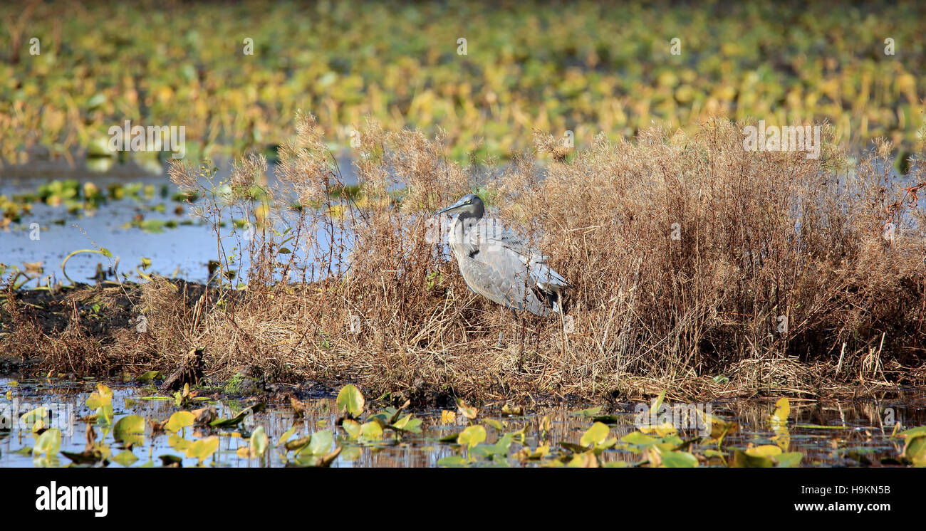 Marsh mud grass hi-res stock photography and images - Alamy