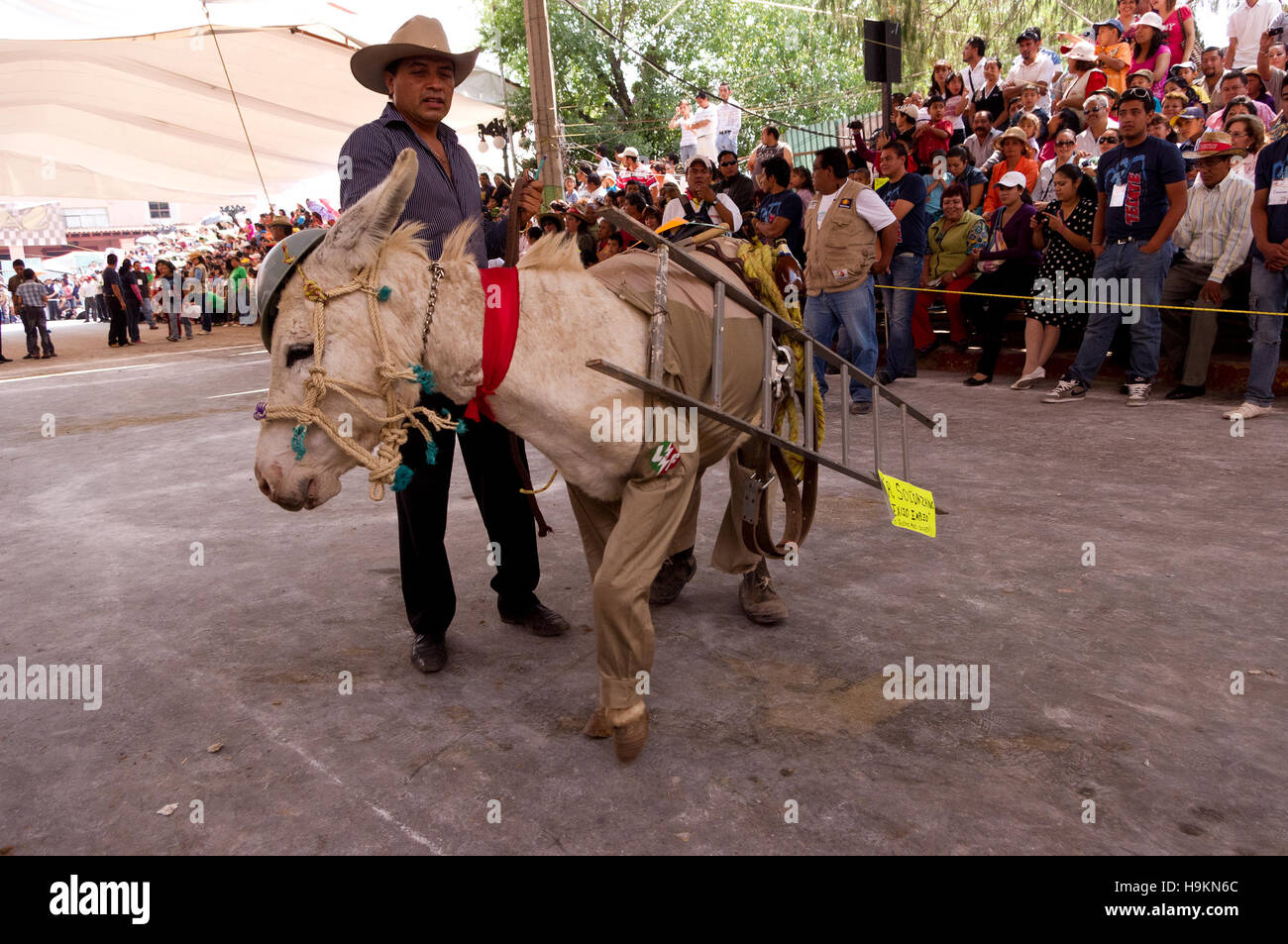 Dressed donkey contest during the Donkey Fair (Feria del burro) in Otumba, Mexico Stock Photo