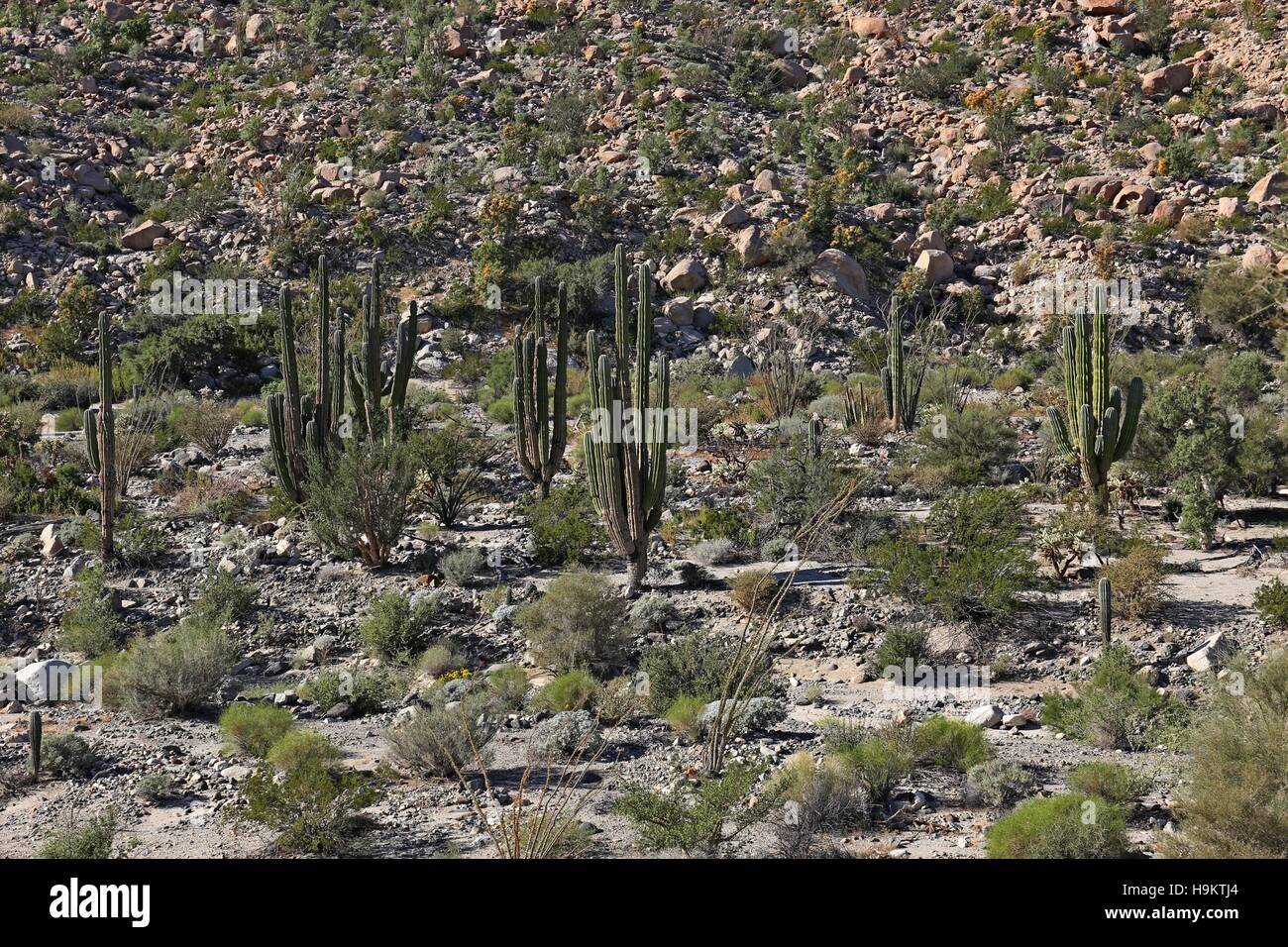 Cactus fields in Mexico,Baja California Stock Photo