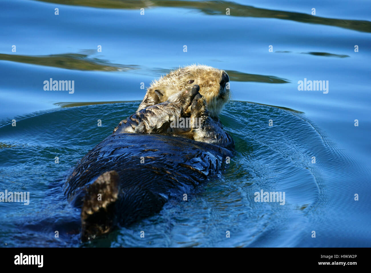 Kachemak bay animals hi-res stock photography and images - Alamy