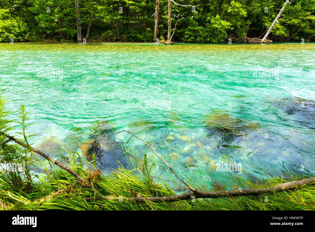 Both clear and turquoise glacier water of the Azusa Gawa River flowing along a forest lined riverbank in idyllic Kamikochi Stock Photo