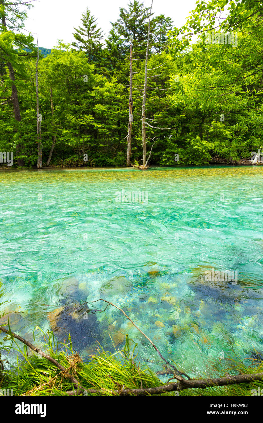 Incredibly colorful glacier water of the Azusa Gawa River flowing along a tree lined riverbank in pristine Japanese Alps nationa Stock Photo