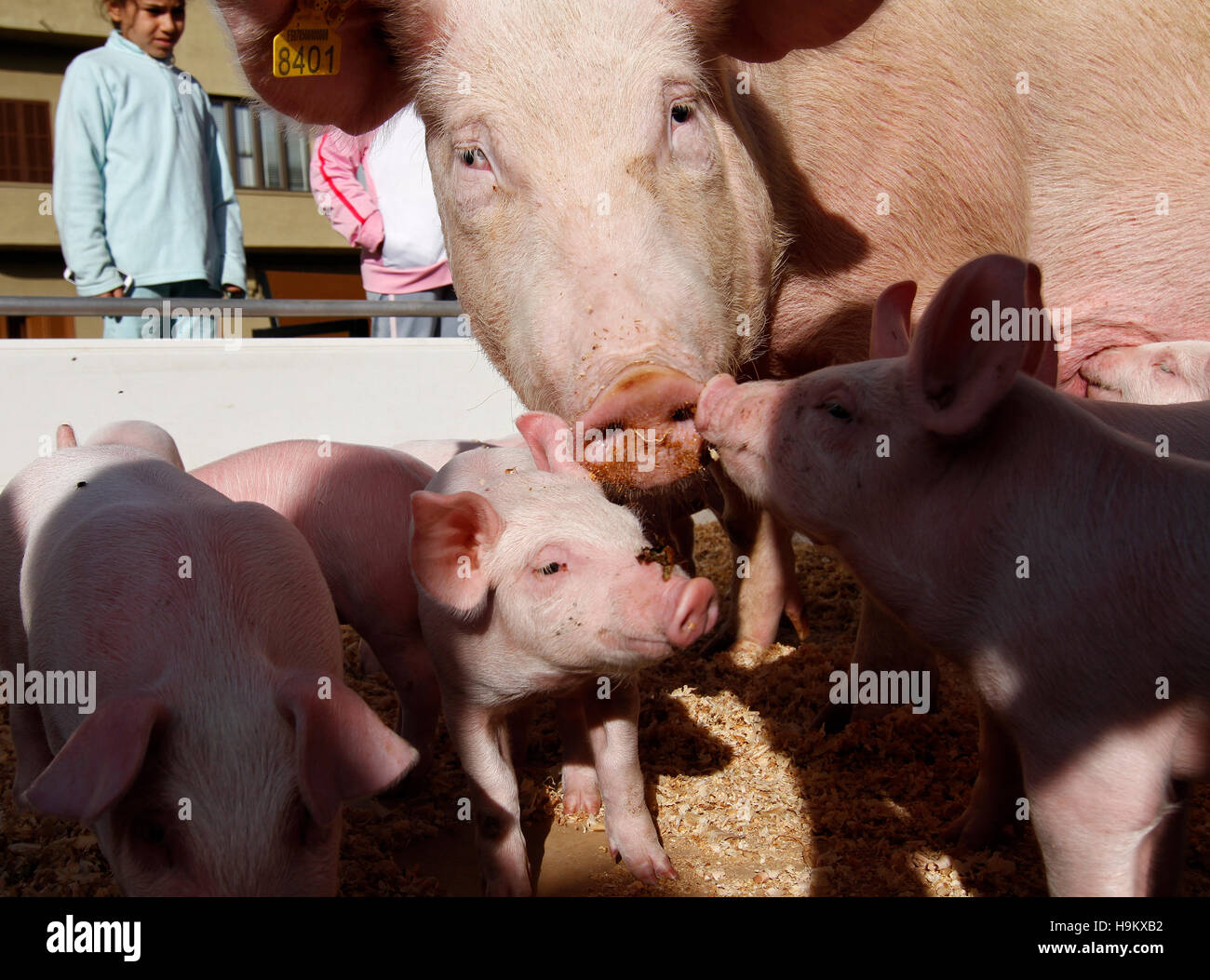 Piggy's with their mother at a local fair. in Mallorca in the Balearic Islands. Stock Photo