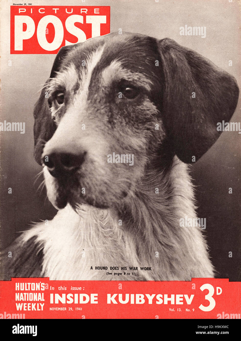 1941 Picture Post Fox hound Stock Photo