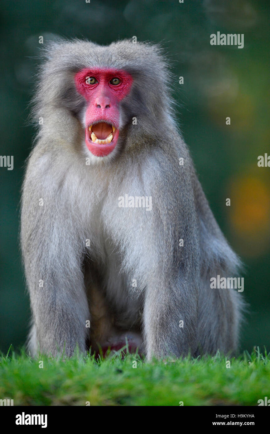 Japanese macaque or snow monkey (Macaca fuscata) with open mouth, threatening gesture, aggressive, captive Stock Photo