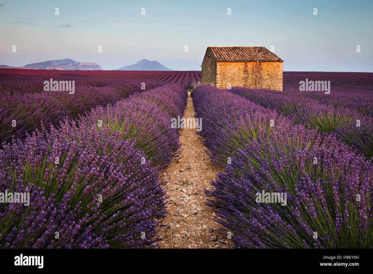 Blooming lavender (Lavandula angustifolia) with stone cottage, Valensole Plateau, Alpes-de-Haute-Provence Stock Photo