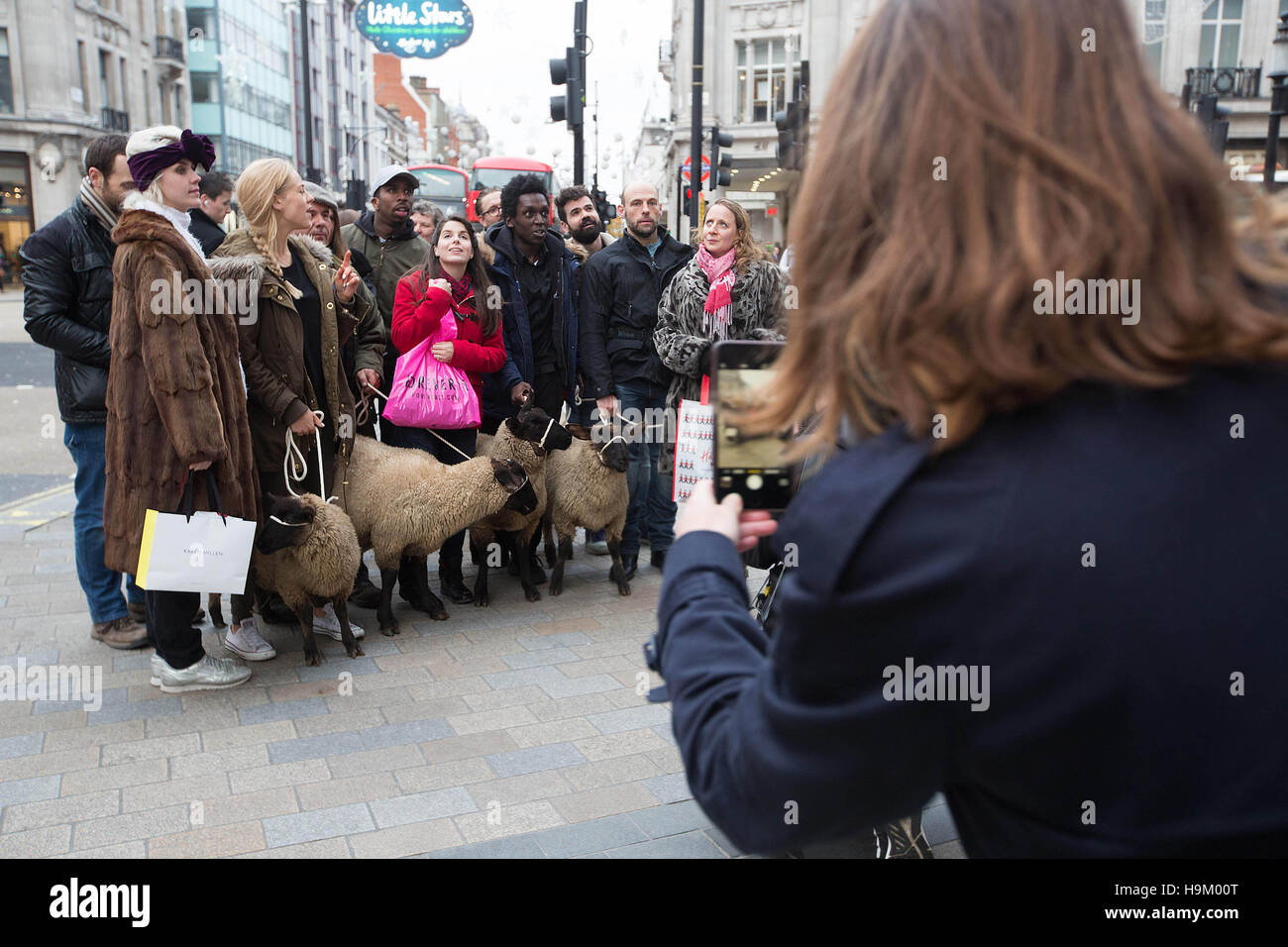A flock of Welsh reared Sussex sheep are seen in Central London as online fashion site Lyst announce their Black Friday deals. Stock Photo