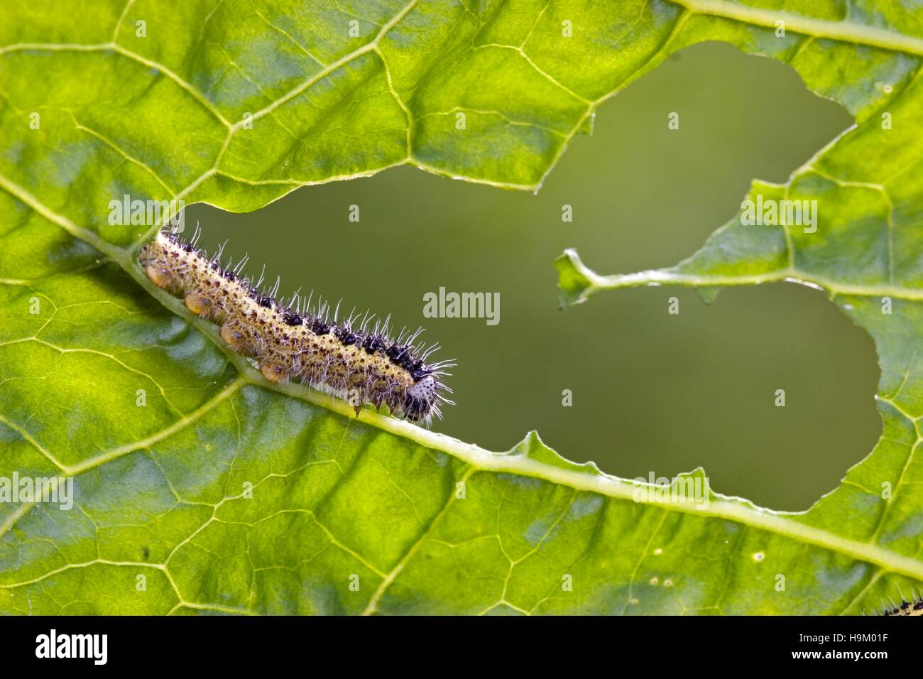 Cabbage white caterpillar eating leaf hires stock photography and