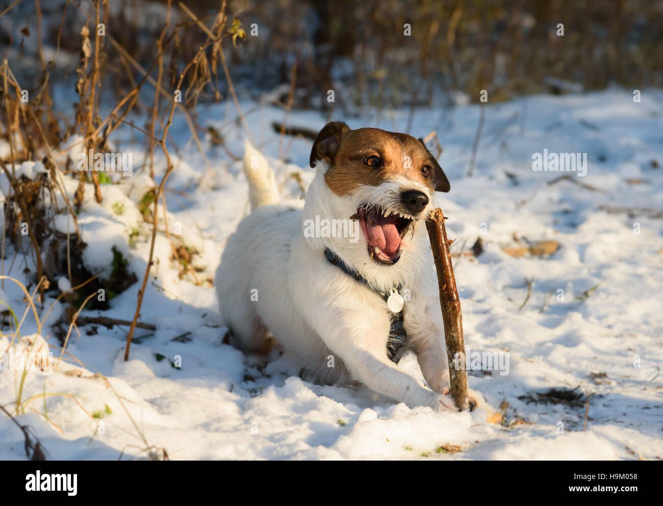 Gnaw stick hires stock photography and images Alamy