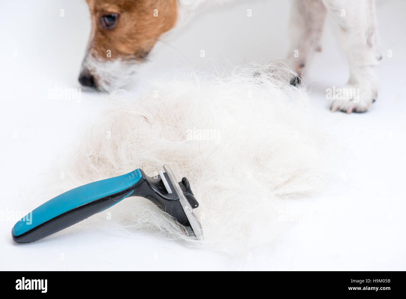 Grooming brush and heap of animal hair with dog at background Stock Photo