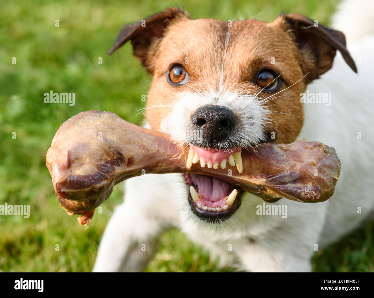 Frightening jaws of angry dog protecting big bone Stock Photo