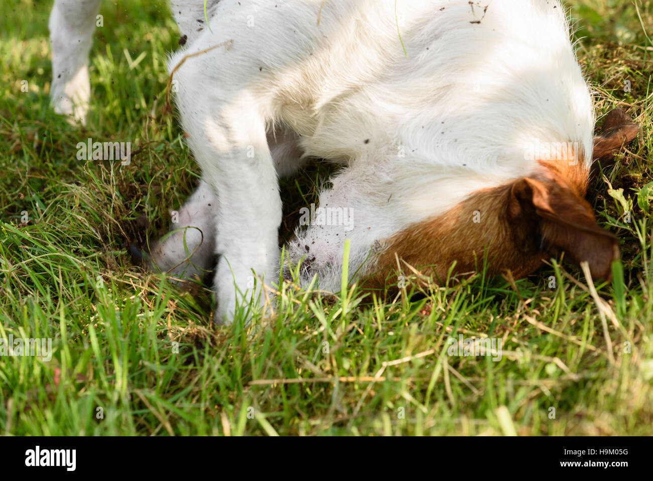 Dog digging hole in grass and soil with paws and head Stock Photo